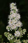 White meadowsweet